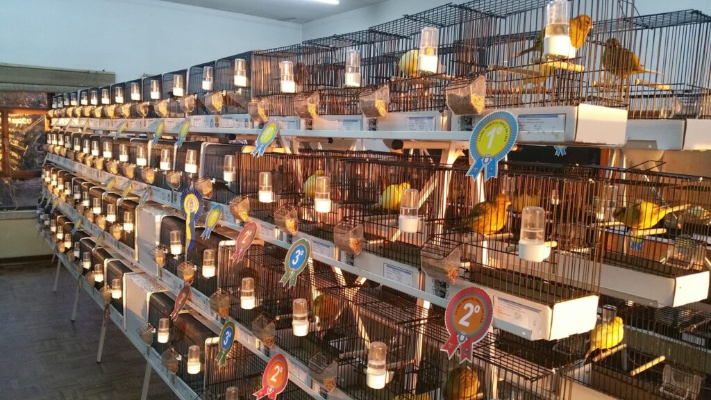 Freguesias da Lixa - 21º Exposição de Aves da Cidade da Lixa 2 Freguesias da Lixa - 261847724 1995845243918594 181632349901261640 n