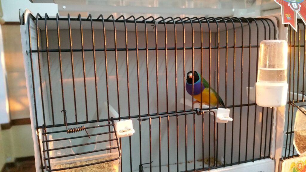 Freguesias da Lixa - 21º Exposição de Aves da Cidade da Lixa 3 Freguesias da Lixa - 261880969 1995845010585284 3427635296365014200 n