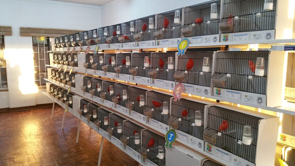 Freguesias da Lixa - 21º Exposição de Aves da Cidade da Lixa 4 Freguesias da Lixa - 261976266 1995845607251891 606511239176086790 n