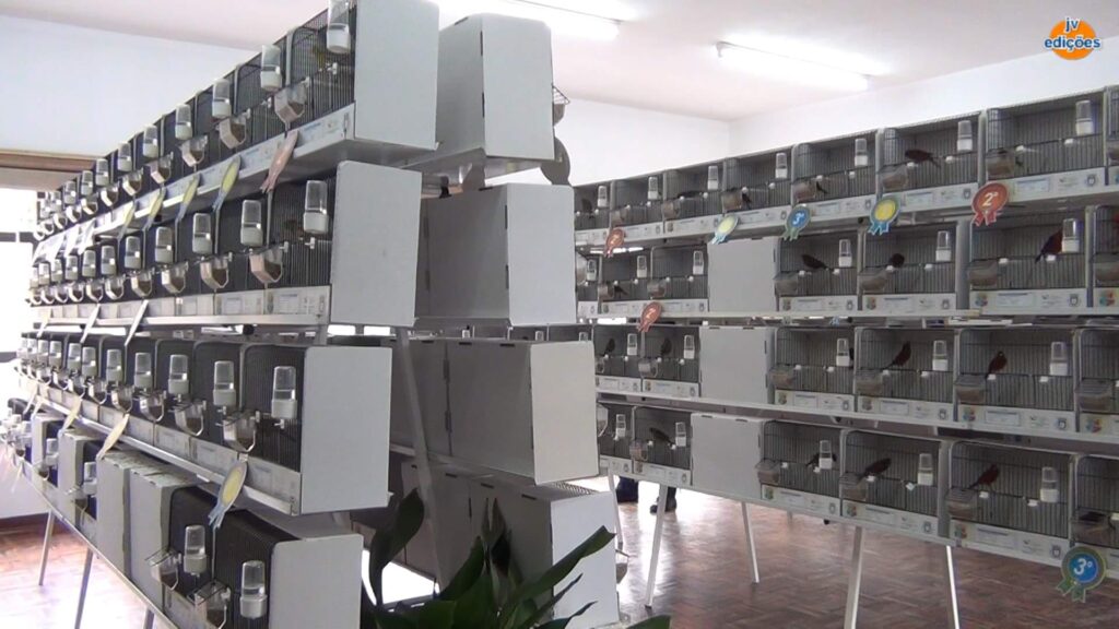 Freguesias da Lixa - 21º Exposição de Aves da Cidade da Lixa 5 Freguesias da Lixa - 263078522 1999161676920284 8229571218572095474 n