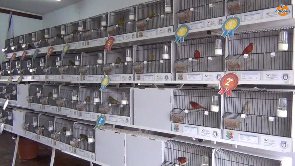 Freguesias da Lixa - 21º Exposição de Aves da Cidade da Lixa 6 Freguesias da Lixa - 263422569 1999161883586930 4084222592771296786 n