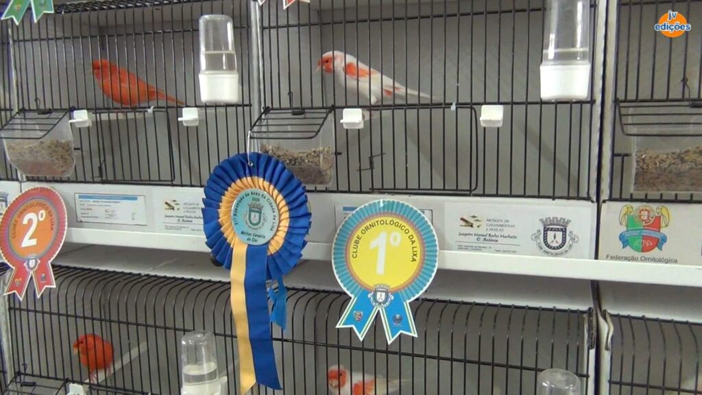 Freguesias da Lixa - 21º Exposição de Aves da Cidade da Lixa 7 Freguesias da Lixa - 263422813 1999161796920272 4014259295024200438 n