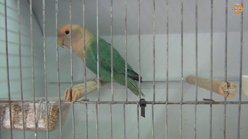 Freguesias da Lixa - 21º Exposição de Aves da Cidade da Lixa 8 Freguesias da Lixa - 263476984 1999162300253555 1342698018389445208 n