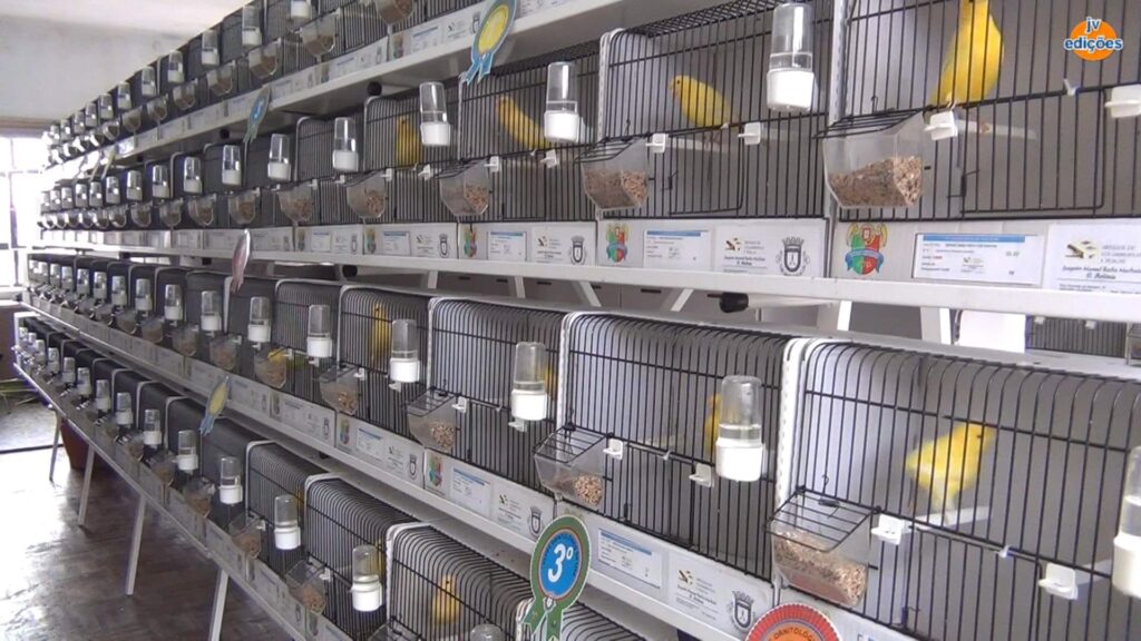 Freguesias da Lixa - 21º Exposição de Aves da Cidade da Lixa 9 Freguesias da Lixa - 263561268 1999161766920275 1673254766829994680 n