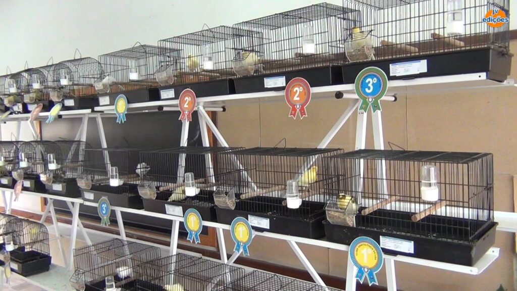 Freguesias da Lixa - 21º Exposição de Aves da Cidade da Lixa 10 Freguesias da Lixa - 263660694 1999162116920240 983035415198185052 n