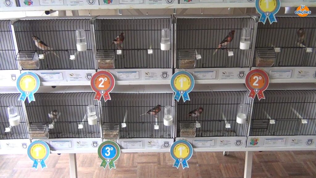 Freguesias da Lixa - 21º Exposição de Aves da Cidade da Lixa 11 Freguesias da Lixa - 263745799 1999162326920219 8471663135796130051 n