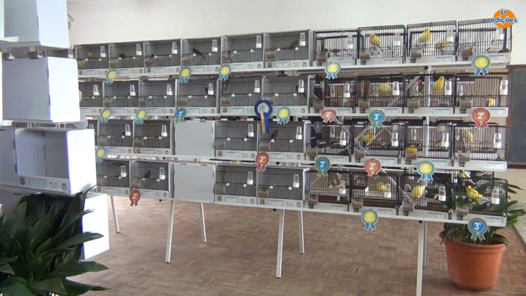 Freguesias da Lixa - 21º Exposição de Aves da Cidade da Lixa 12 Freguesias da Lixa - 263818808 1999161986920253 6890946913379265779 n