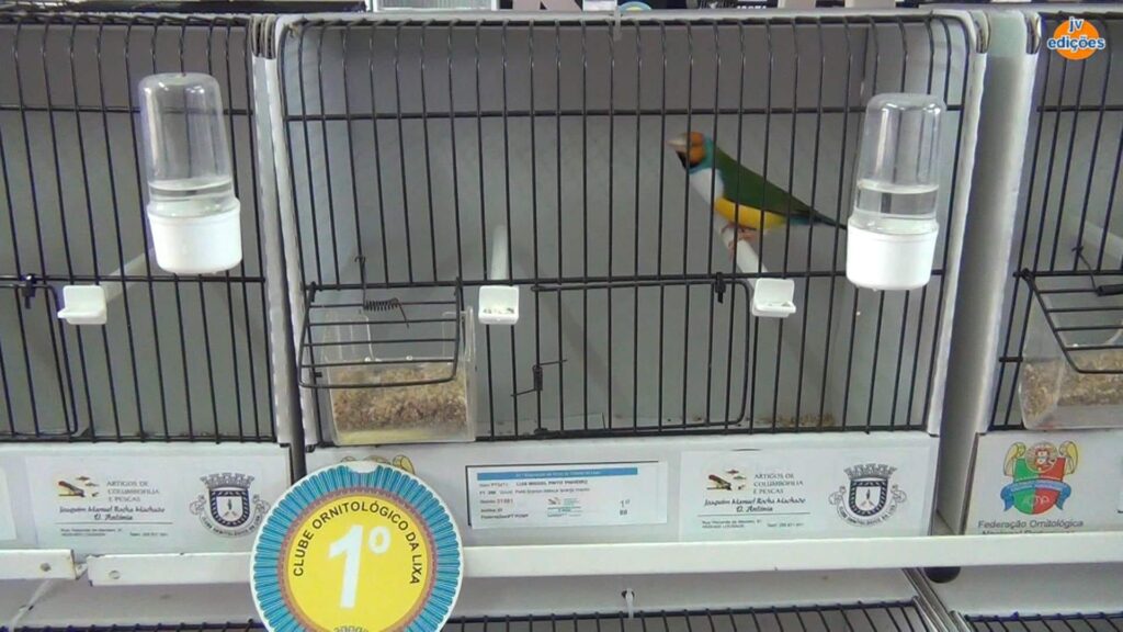 Freguesias da Lixa - 21º Exposição de Aves da Cidade da Lixa 13 Freguesias da Lixa - 264188662 1999162413586877 7737447957540174648 n